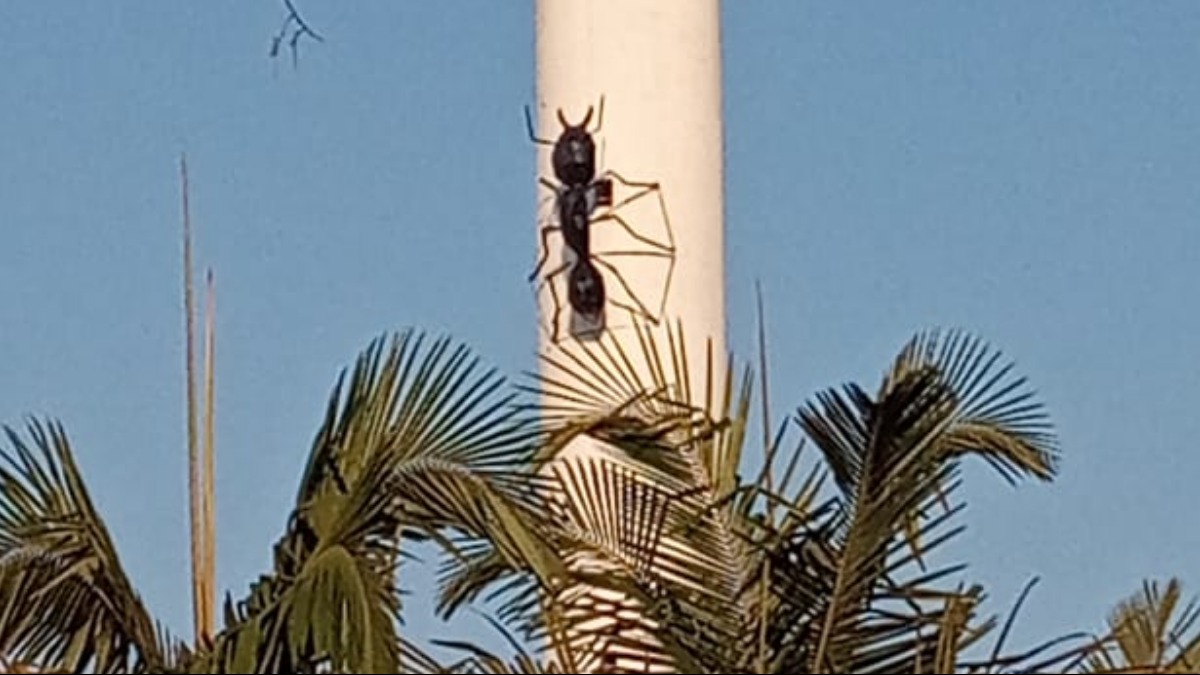 Mina da Braskem: velocidade do afundamento do solo mantém-se a 0,7 cm/h -  tudoep