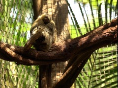 Um macaco dócil e muito presente na área urbana: saiba mais sobre o macaco sagui