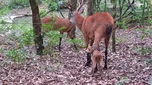 Parque Ecológico terá eleição para nome de filhote de Cervo do Pantanal