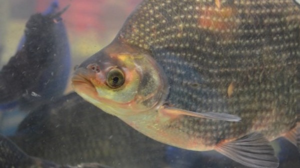 Consumo de peixes cresce e impulsiona a piscicultura brasileira