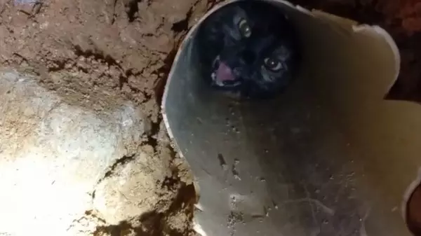 Gata fica presa em tubulação e é resgatada por bombeiros em Valinhos