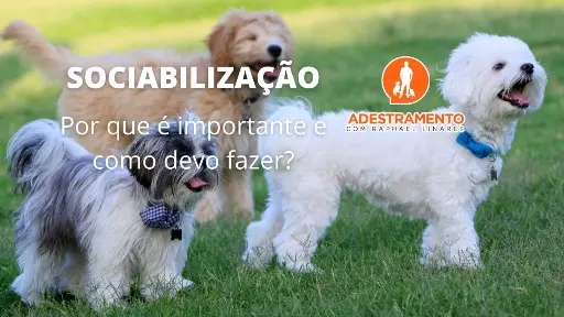 Por que é importante sociabilizar os cães?