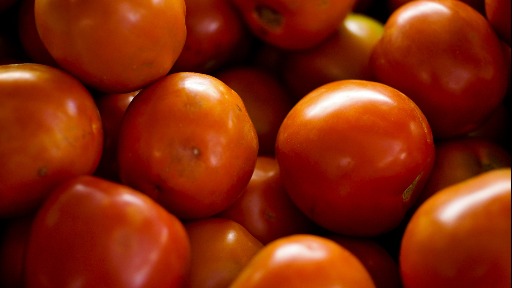 A origem do tomate e as variedades cultivadas no mundo