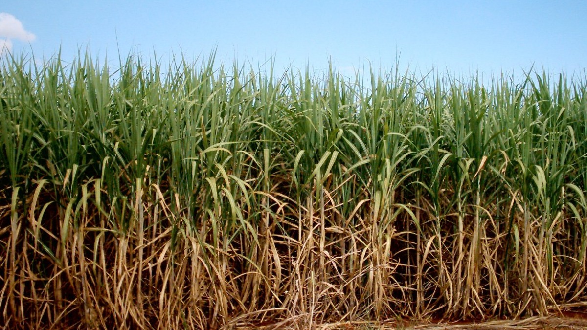 Cultivar a cana-de-açúcar é fácil ou esse esteriótipo é um mito?