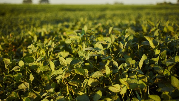 Mudanças climáticas atrasam safra e prejudicam produção de plantações de soja