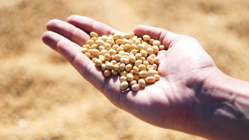 Processamento de soja cresce e exportações batem recorde, no primeiro bimestre de 2022
