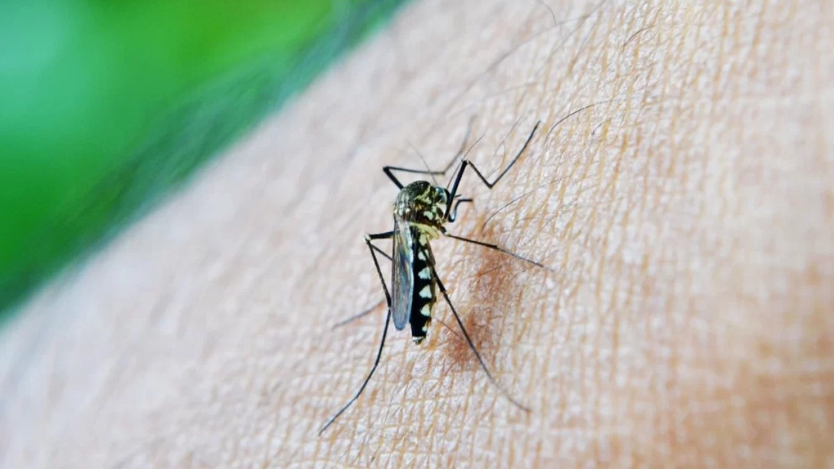 Secretaria de Saúde atualiza dados sobre a dengue em Ribeirão Preto