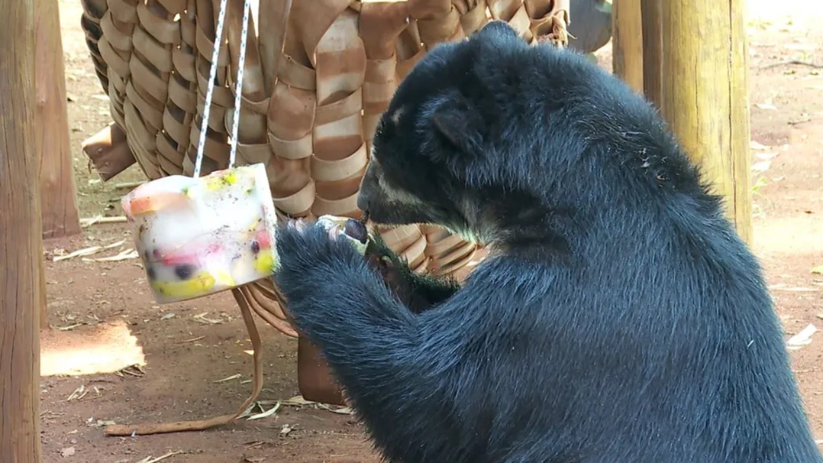 Animais do Bosque Zoológico Fábio Barreto recebem tratamento especial em meio a onda de calor