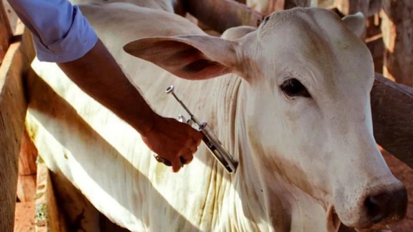 Prazo para vacinação contra a febre aftosa em bovinos e bubalinos termina no fim do mês de novembro