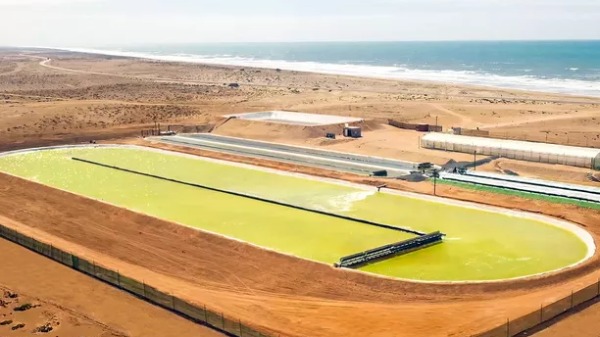 Startup britânica cria fazenda de algas no deserto para combater mudanças climáticas