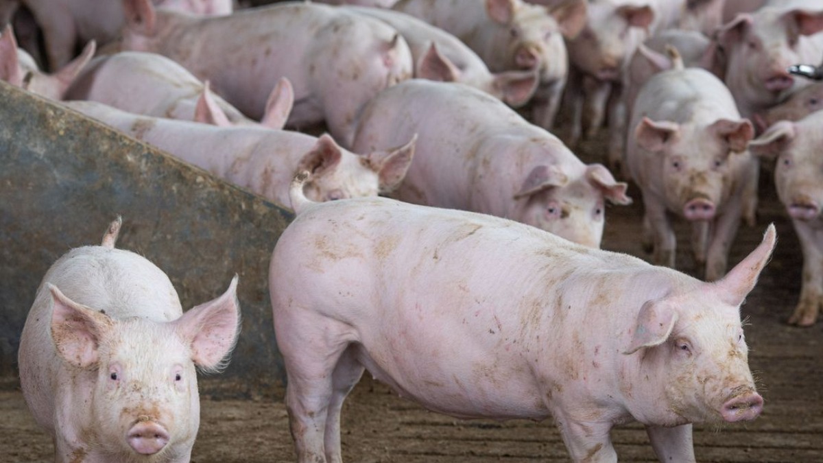 Exportação de carne suína brasileira para países da Ásia é aprovada