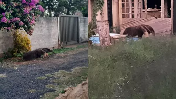 Vídeo: Morador flagra tamanduá em condomínio na região de Ribeirão