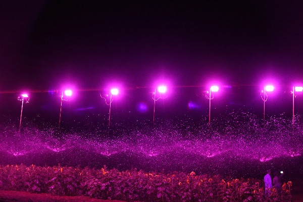 Pesquisas com o uso de luzes artificiais demonstram aumento da produtividade em hortas e grandes lavouras