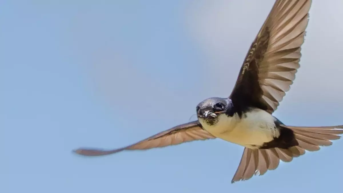 "Eu Passarinho" celebra a riqueza da fauna brasileira