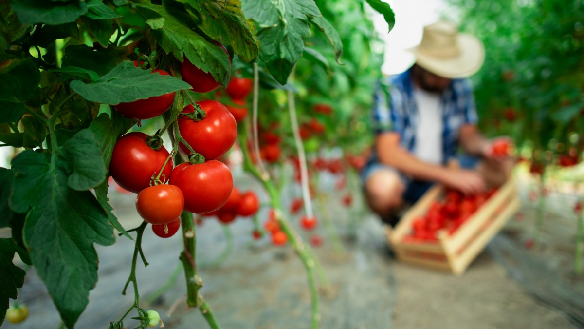 Preço do tomate despenca em Ribeirão; safra intensa derruba valores no atacado e varejo