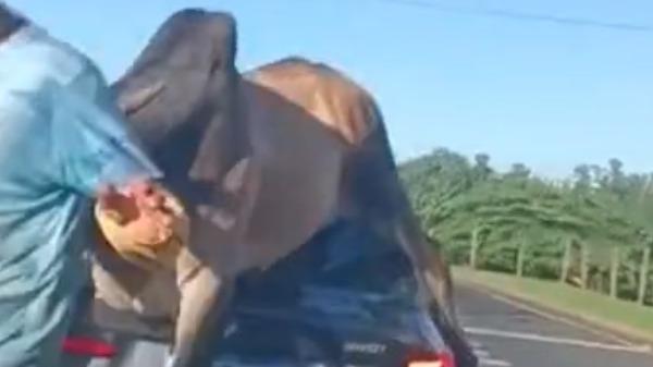 Animal na pista! O que fazer nessas situações, hein?