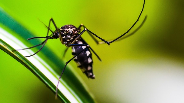 Dengue e chikungunya, você sabe quais as diferenças entre essas doenças?