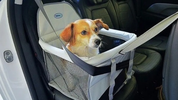 Você evita de viajar para não deixar seu pet sozinho?
