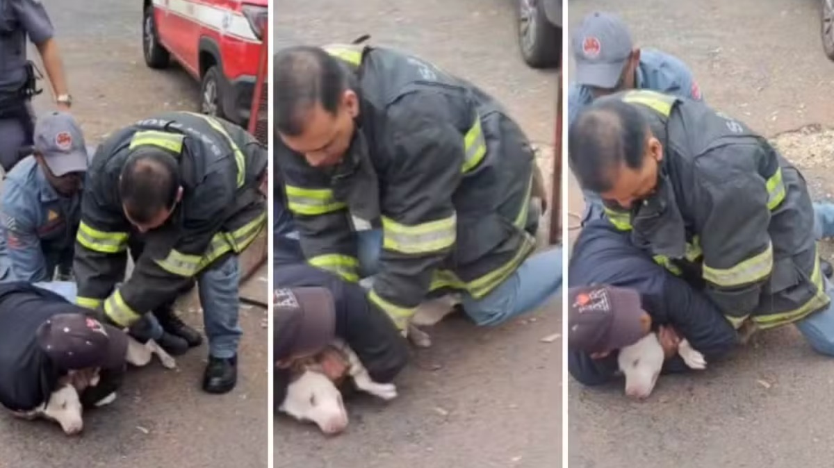 Idoso e cachorro ficam feridos após ataque de pitbull em Taquaritinga