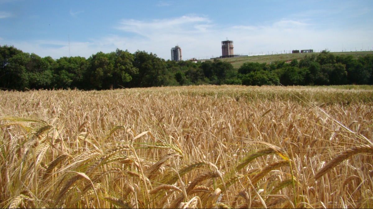 Guerra na Ucrânia faz preço da farinha de trigo subir e preço de massas dispara nos supermercados