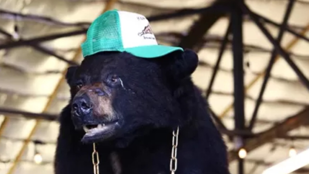 Cocaine Bear: urso drogado aterroriza pessoas em trailer de filme