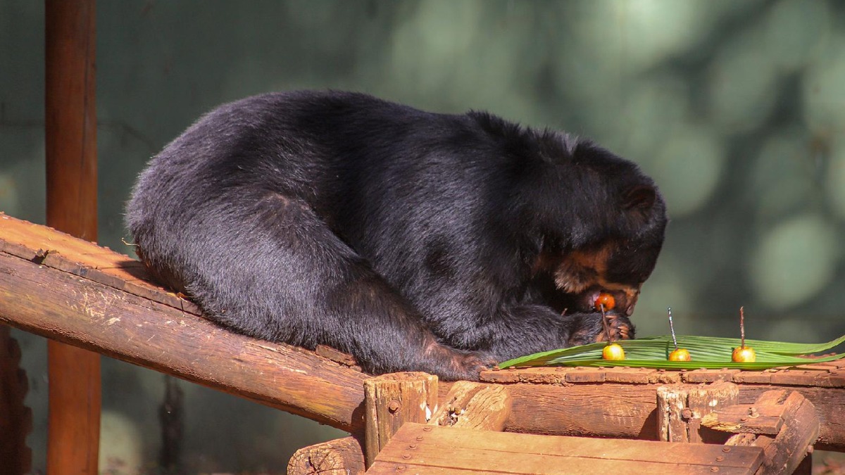 Urso-de-óculos, Renan, passa por cirurgia inédita no Bosque Zoológico Doutor Fábio Barreto Urso-de-óculos, Renan, passa por cirurgia inédita no Bosque Zoológico Doutor Fábio Barreto
