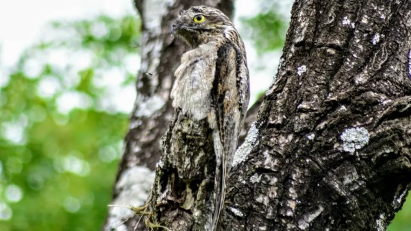 Conheça o Urutau, também conhecida como "ave fantasma"