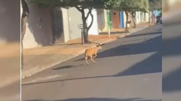 Veado é filmado em rua de cidade da região de Ribeirão; Veja o vídeo