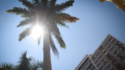 Com chuvas e altas temperaturas, condições ficam favoráveis para a proliferação de doenças como a dengue