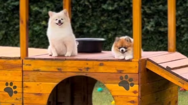 Vai viajar no fim do ano e quer levar seu bichinho? Então corra, os hotéis de pet já estão quase lotados!