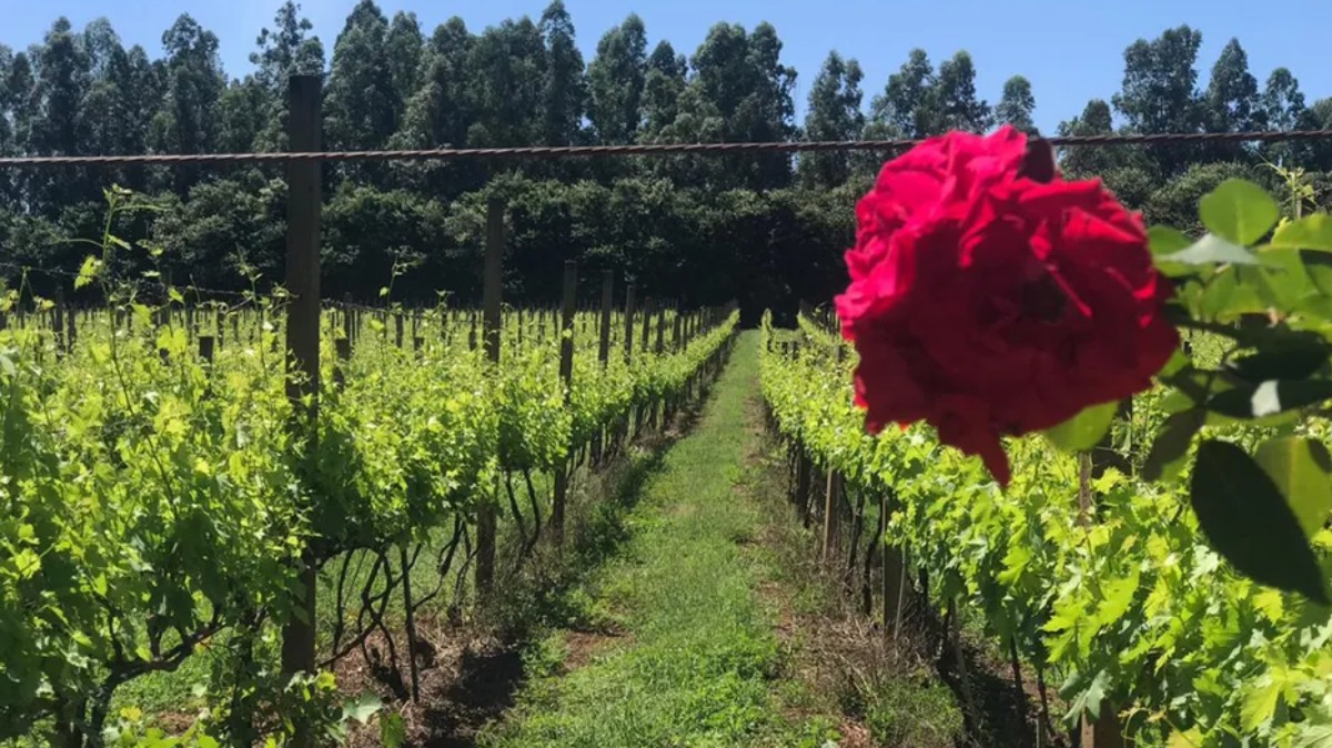 Sabia que Ribeirão Preto também produz bons vinhos?