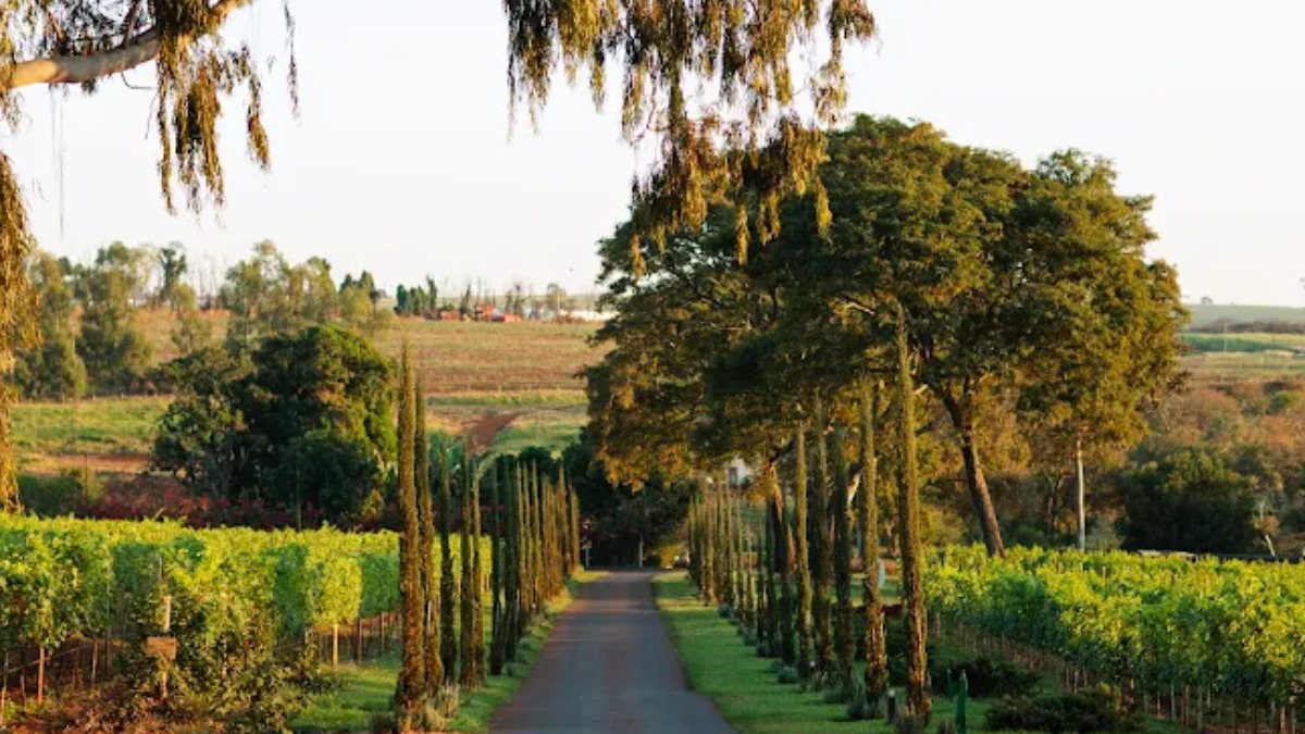 Conheça a vinícola Biagi, em Cravinhos