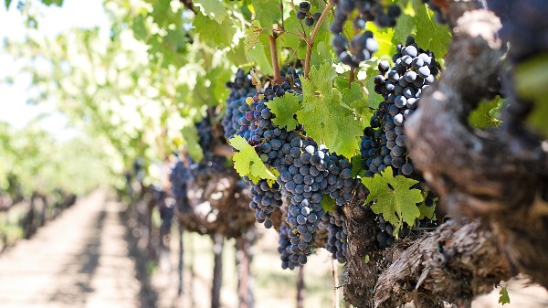 Ascensão do vinho nacional quebra mitos e ganha novos adeptos