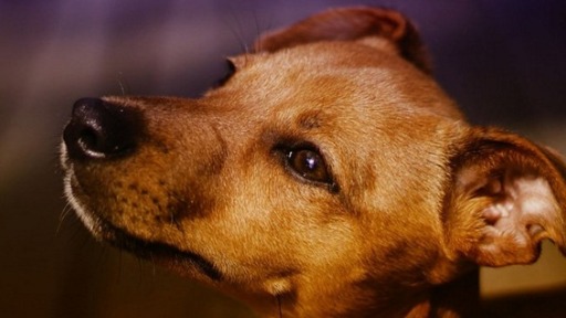 Será que os nosso pets conseguem 