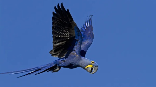 Uma história correlata entre o Brasil e uma ave: conheça os psitacídeos!