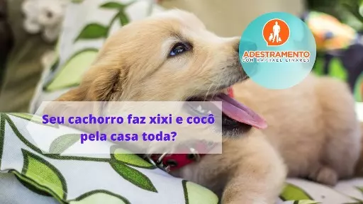 Seu cachorro faz xixi e cocô pela casa toda?