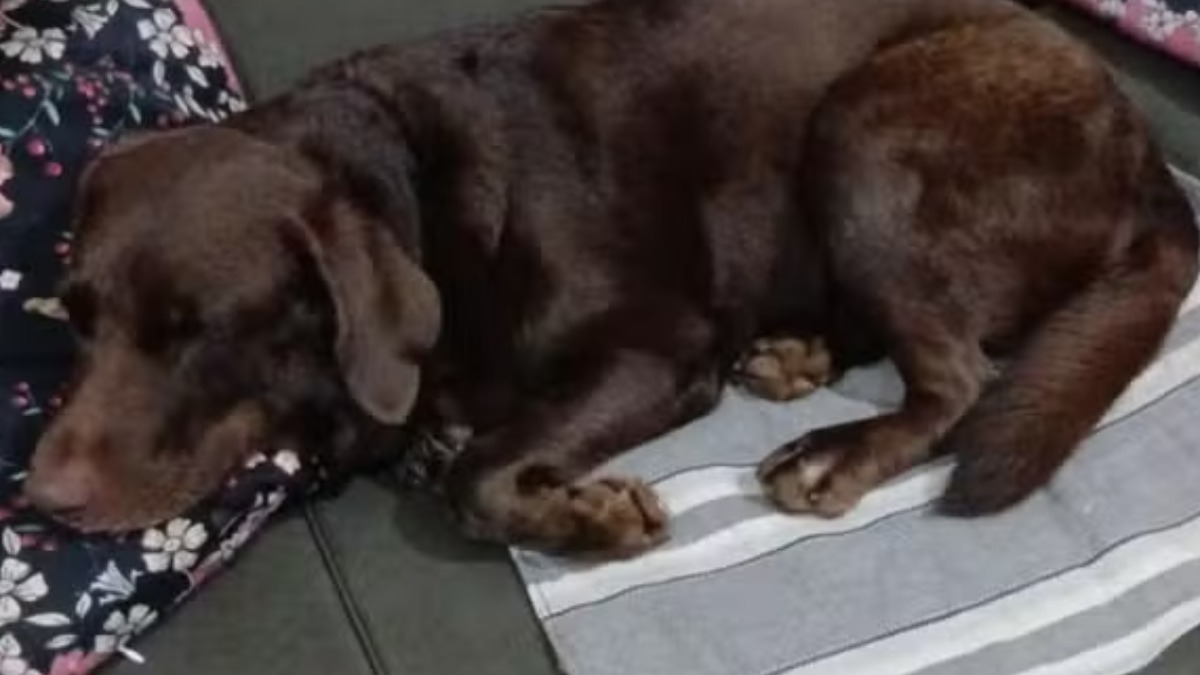 Dois dias após fugir durante assalto em Ribeirão Preto, cachorra Zoe é reencontrada